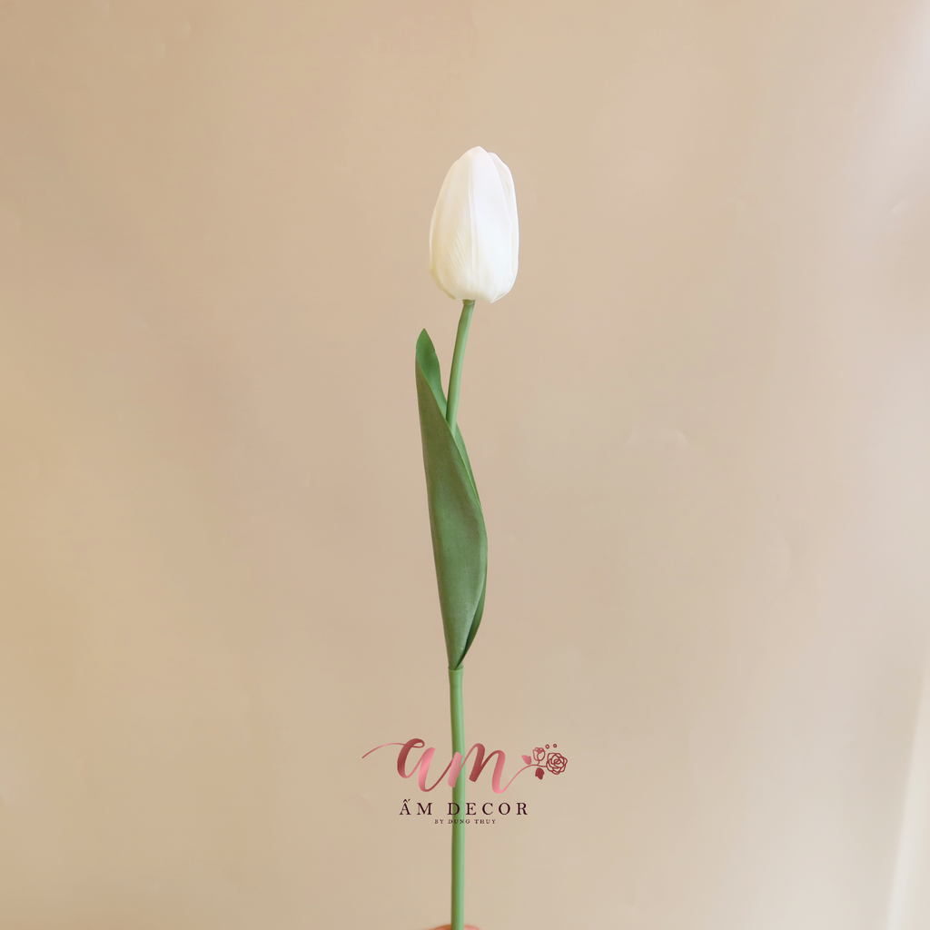 NỤ TULIP (Trắng)