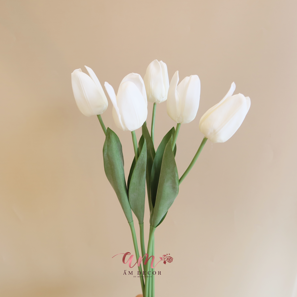 NỤ TULIP (Trắng)