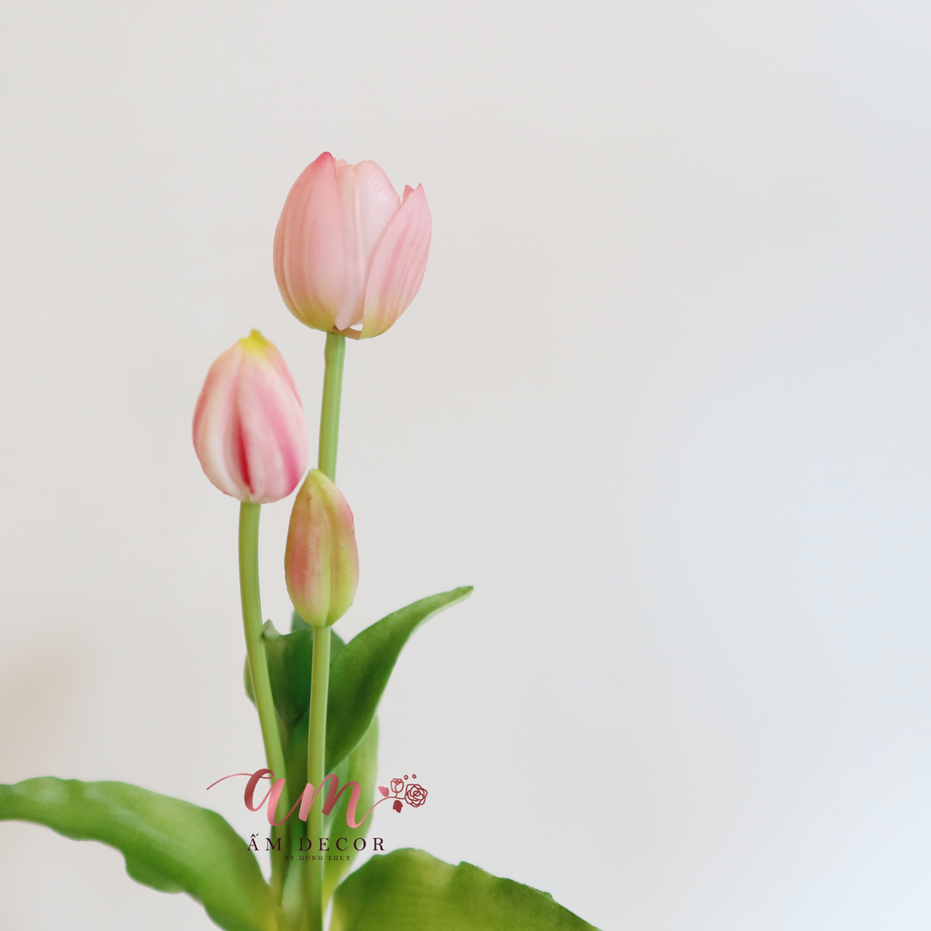 CHÙM HOA TULIP (Hồng)
