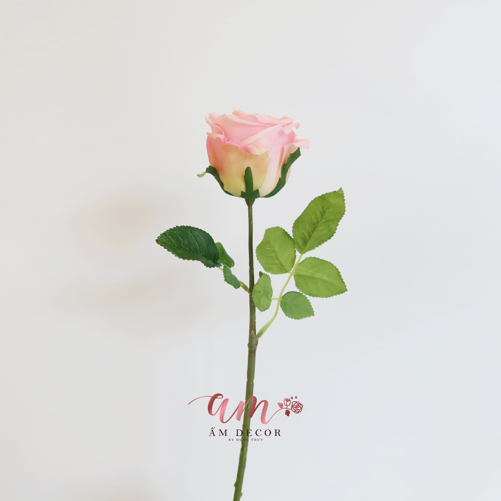 HOA HỒNG GIỮ ẨM( Hồng Đậm)