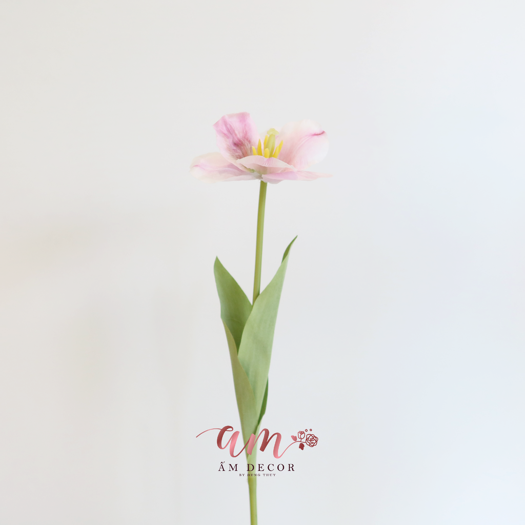 HOA TULIP LỤA NỞ (Hồng)