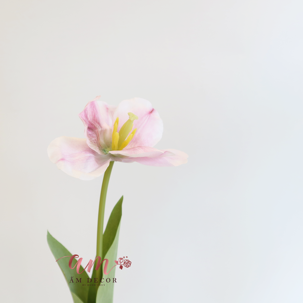 HOA TULIP LỤA NỞ (Hồng)