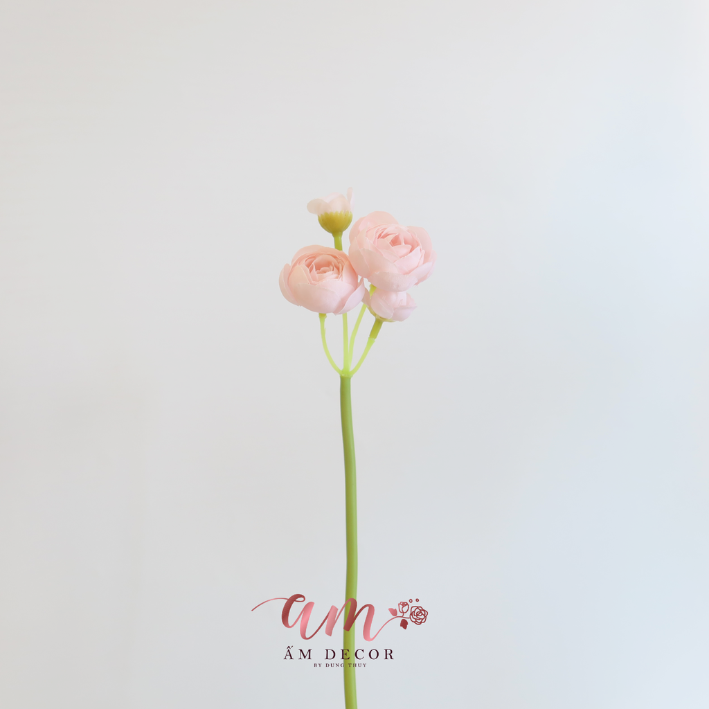 ZHOA TRÀ NHÍ (Hồng Pastel)