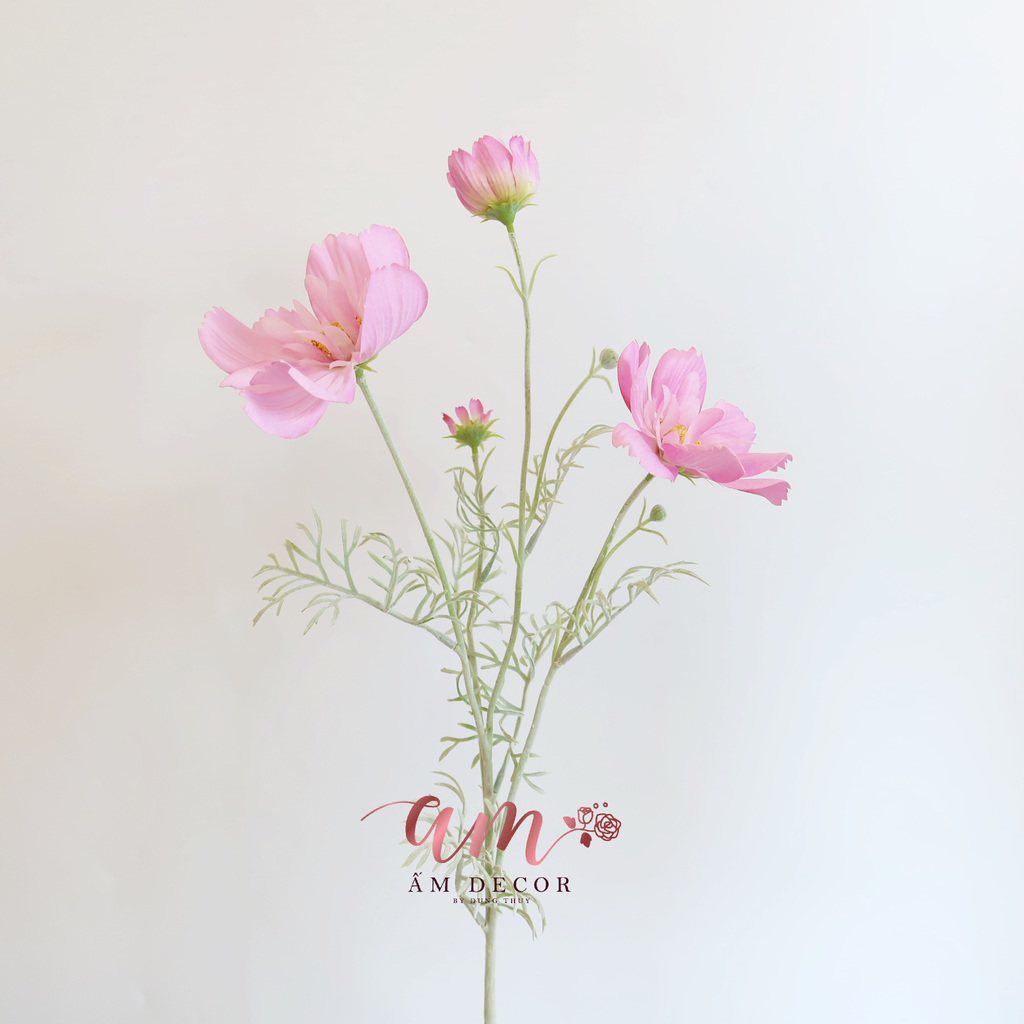 COSMOS BÔNG LỚN