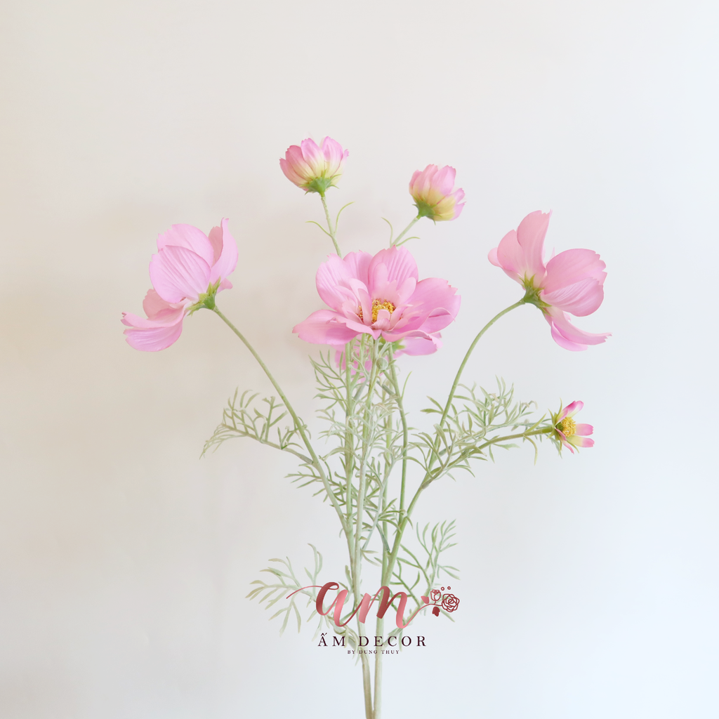 COSMOS BÔNG LỚN