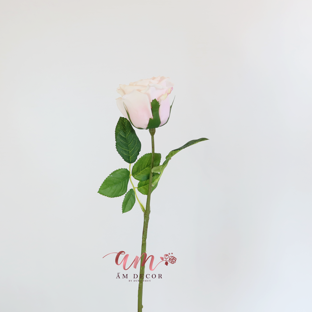 HOA HỒNG GIỮ ẨM( Hồng Nhạt)