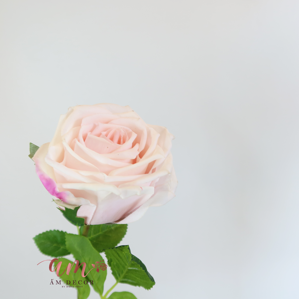 HOA HỒNG GIỮ ẨM( Hồng Nhạt)