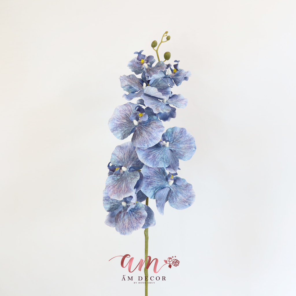 HỒ ĐIỆP CÁNH XOĂN (Xanh Dương)