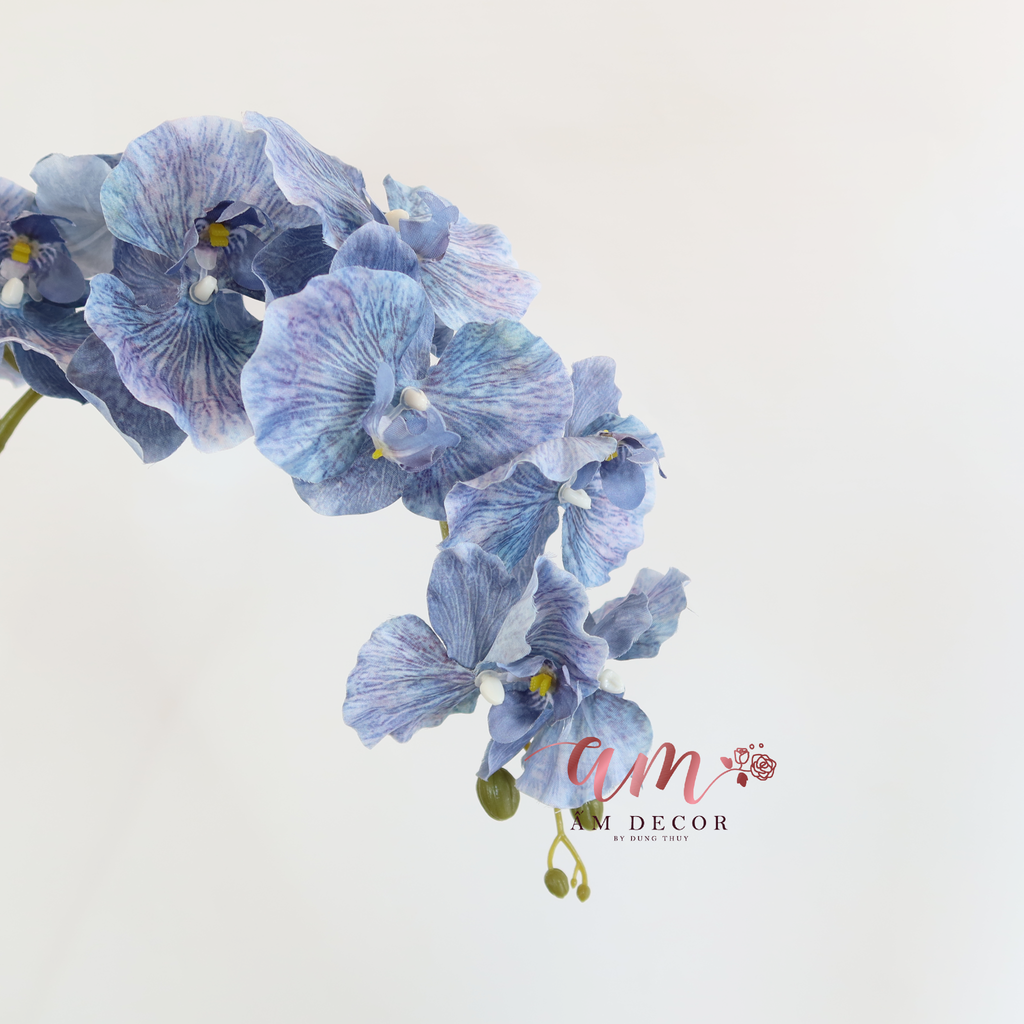 HỒ ĐIỆP CÁNH XOĂN (Xanh Dương)