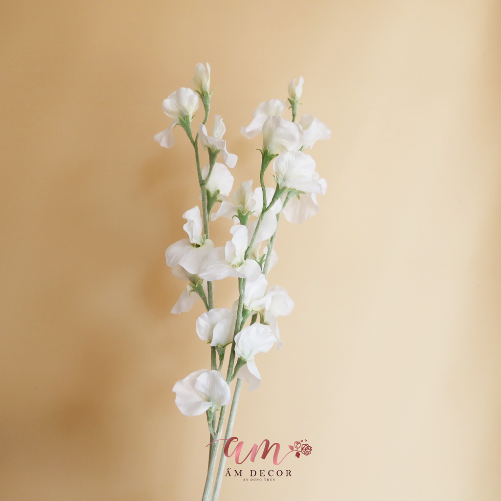 ZHOA ĐẬU THƠM KHÔNG LÁ (Trắng)