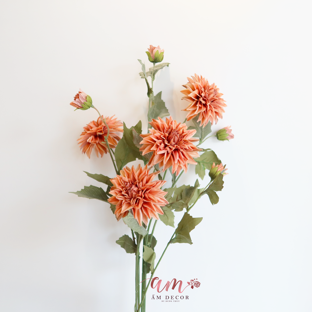 ZHOA THƯỢC DƯỢC RETRO CAM