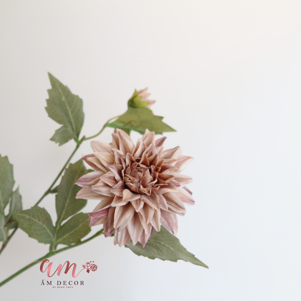 ZHOA THƯỢC DƯỢC RETRO NÂU NHẠT