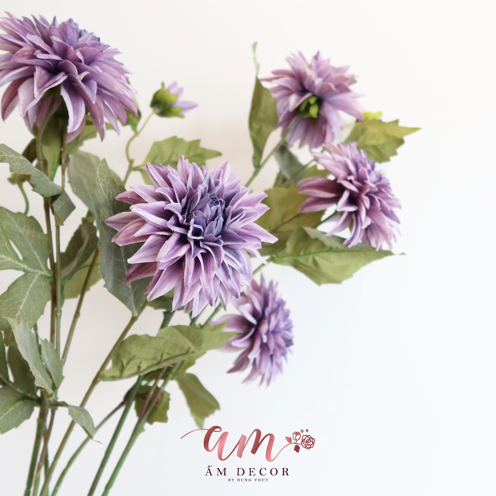 ZHOA THƯỢC DƯỢC RETRO TÍM