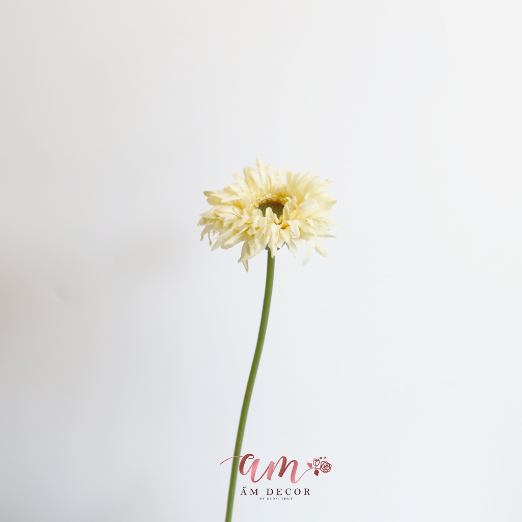 ZĐỒNG TIỀN BÔNG NHỎ VÀNG NHẠT