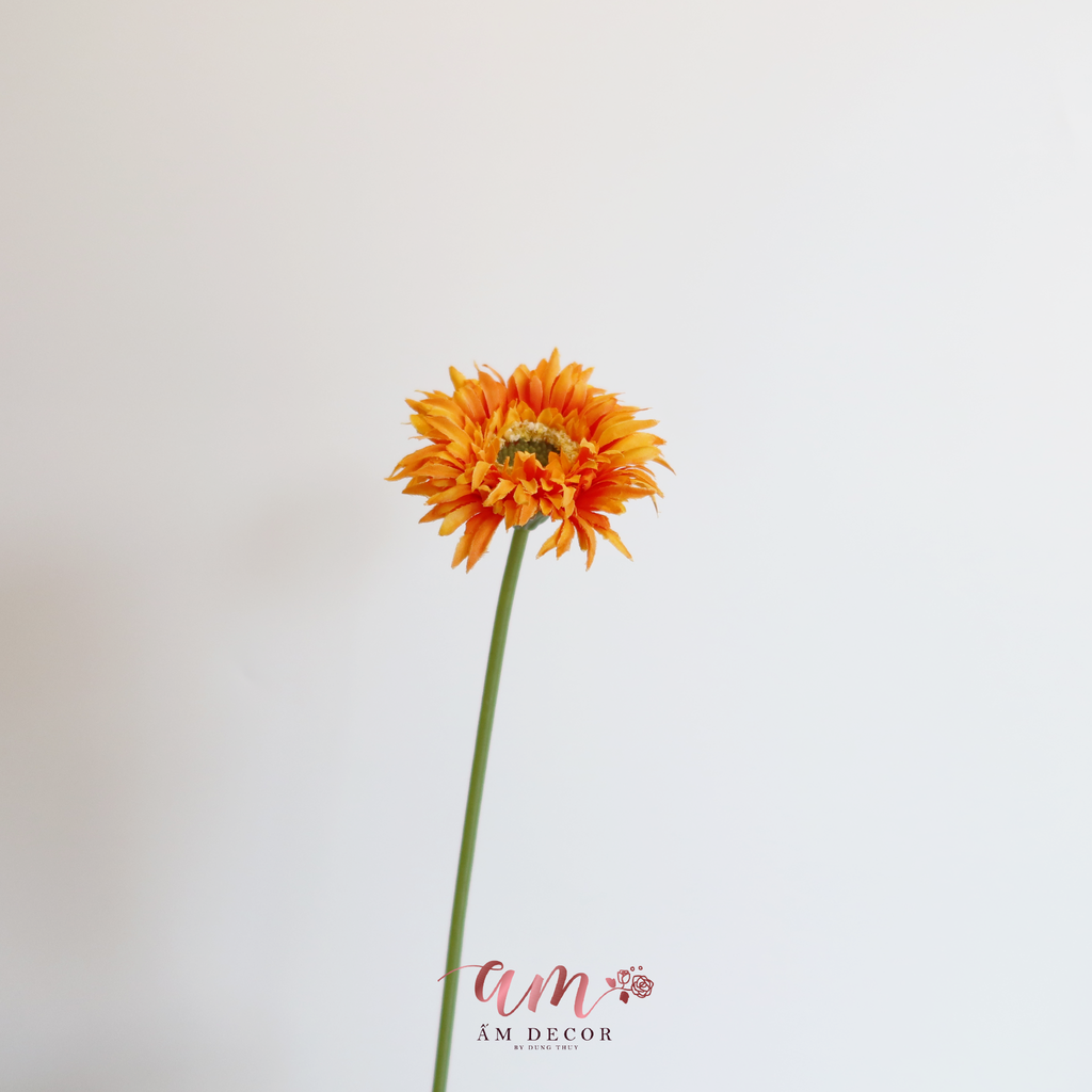 ĐỒNG TIỀN BÔNG NHỎ CAM