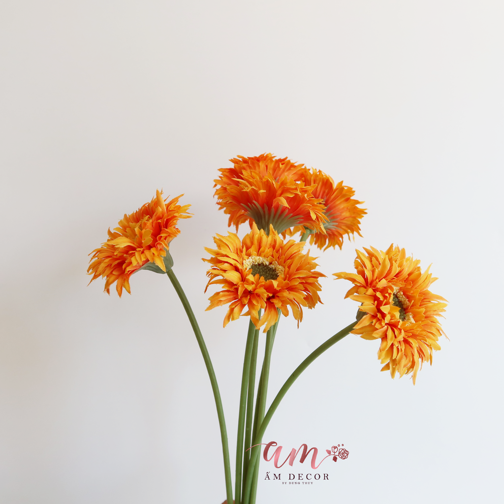 ĐỒNG TIỀN BÔNG NHỎ CAM