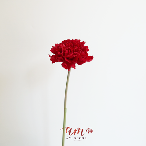  CẨM CHƯỚNG LỚN (Đỏ) 