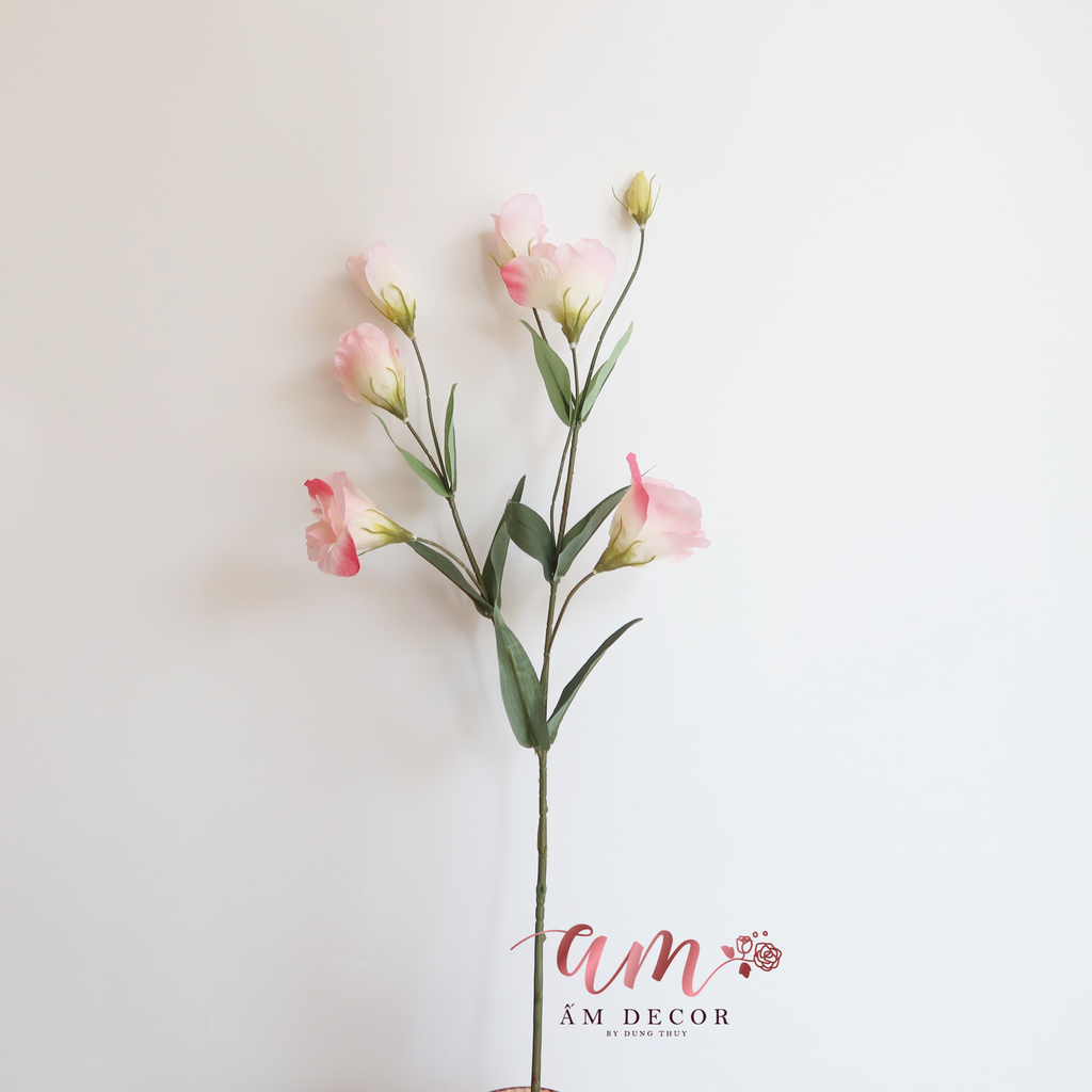 ZHOA CÁT TƯỜNG CÁNH BÓNG HỒNG