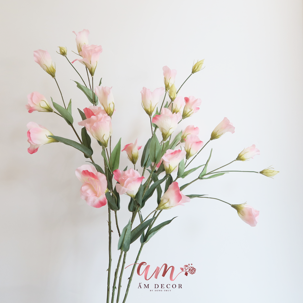 ZHOA CÁT TƯỜNG CÁNH BÓNG HỒNG