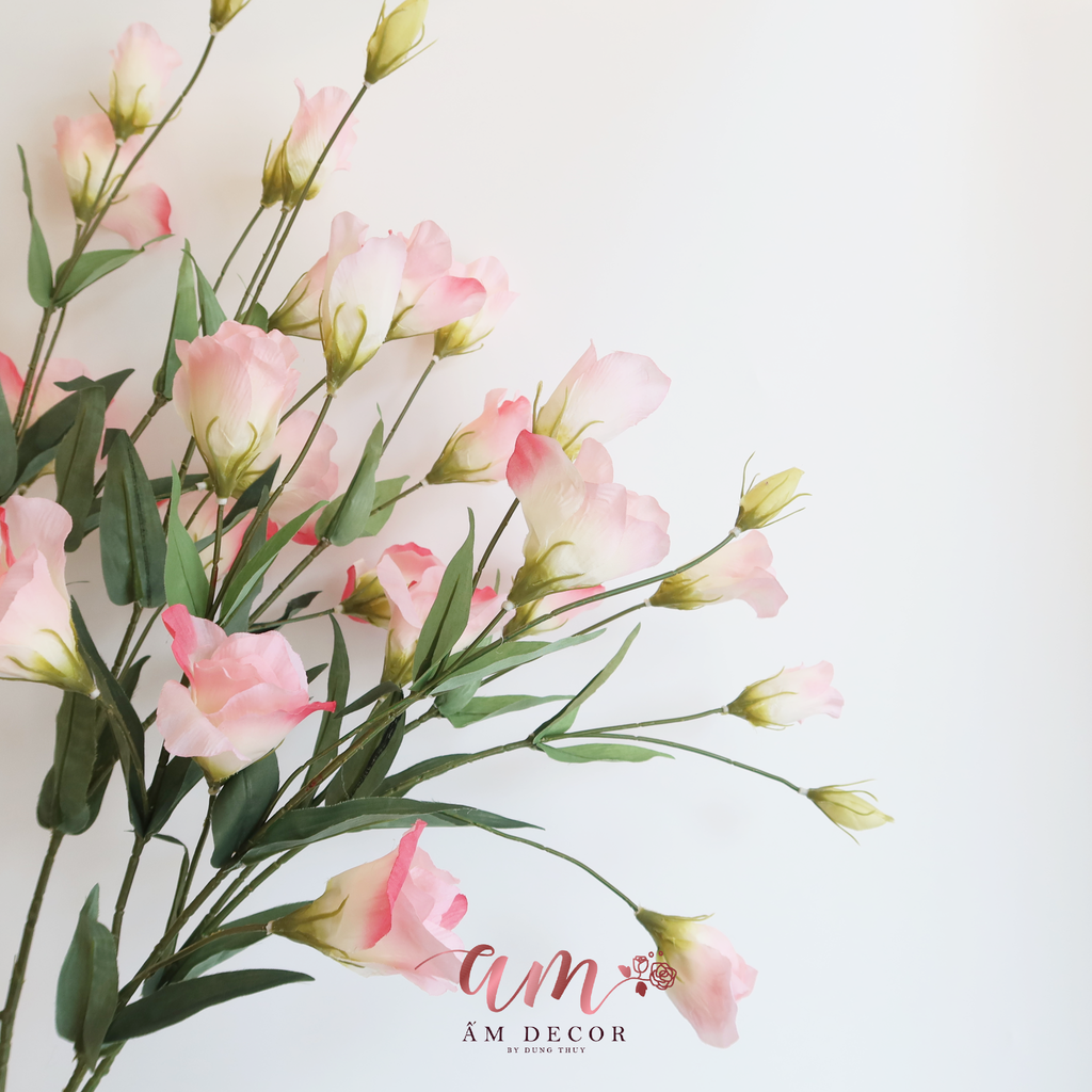 ZHOA CÁT TƯỜNG CÁNH BÓNG HỒNG