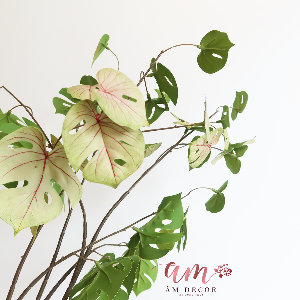 CÀNH LÁ RÙA (Tía)