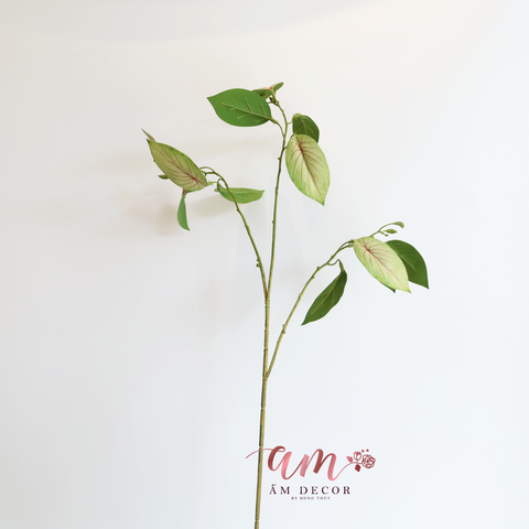  CÀNH LÁ DONG RIỀNG 