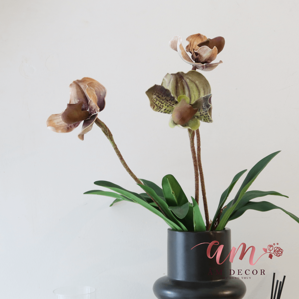 ORCHIDACEAE CLASSICAL