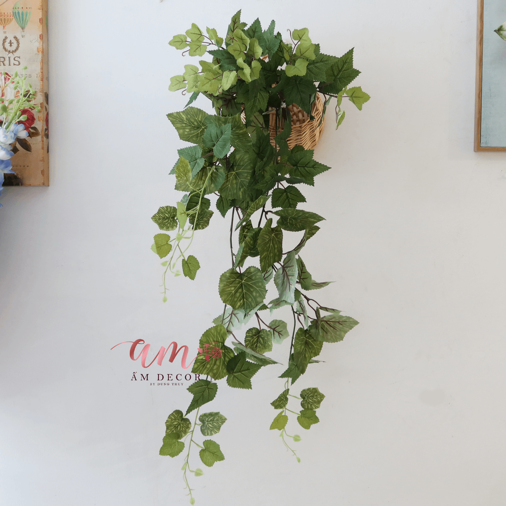 Ấm Plant House - CÂY NHO LEO 2