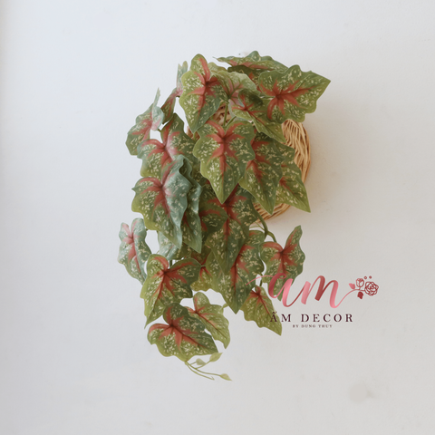  Ấm Plant House - CALADIUM RŨ (Cây Môn Lá Đỏ Kiểng) 