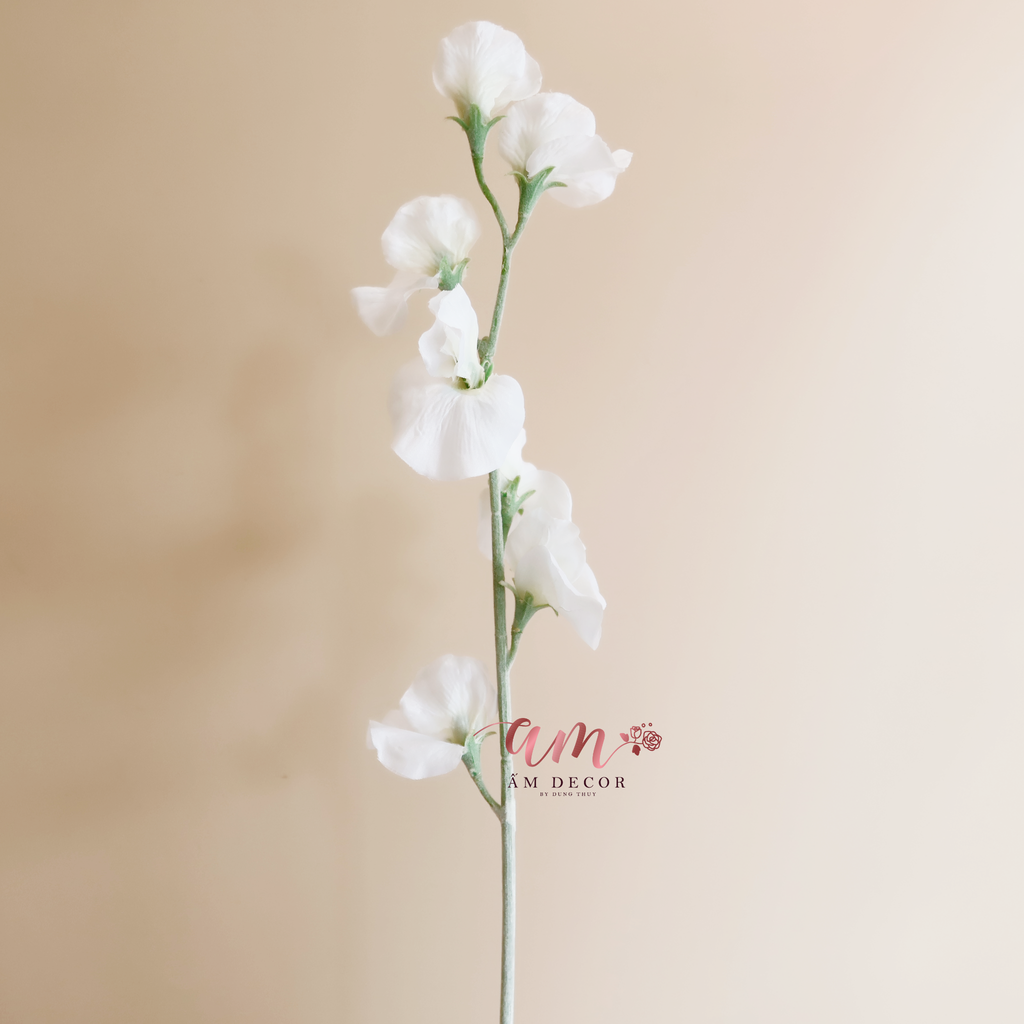 ZHOA ĐẬU THƠM KHÔNG LÁ (Trắng)