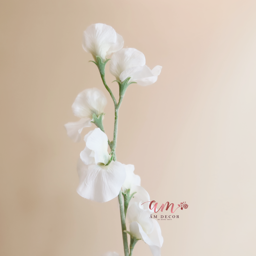 ZHOA ĐẬU THƠM KHÔNG LÁ (Trắng)