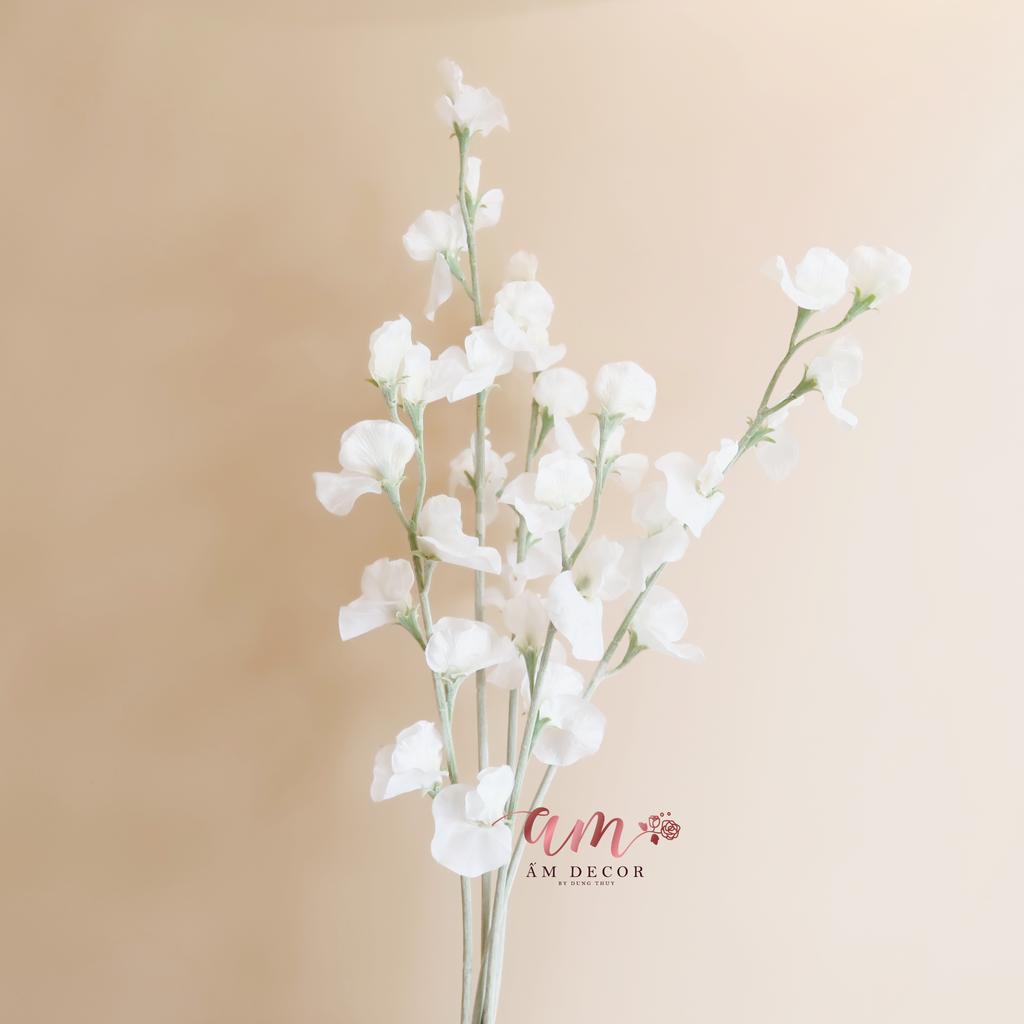 ZHOA ĐẬU THƠM KHÔNG LÁ (Trắng)