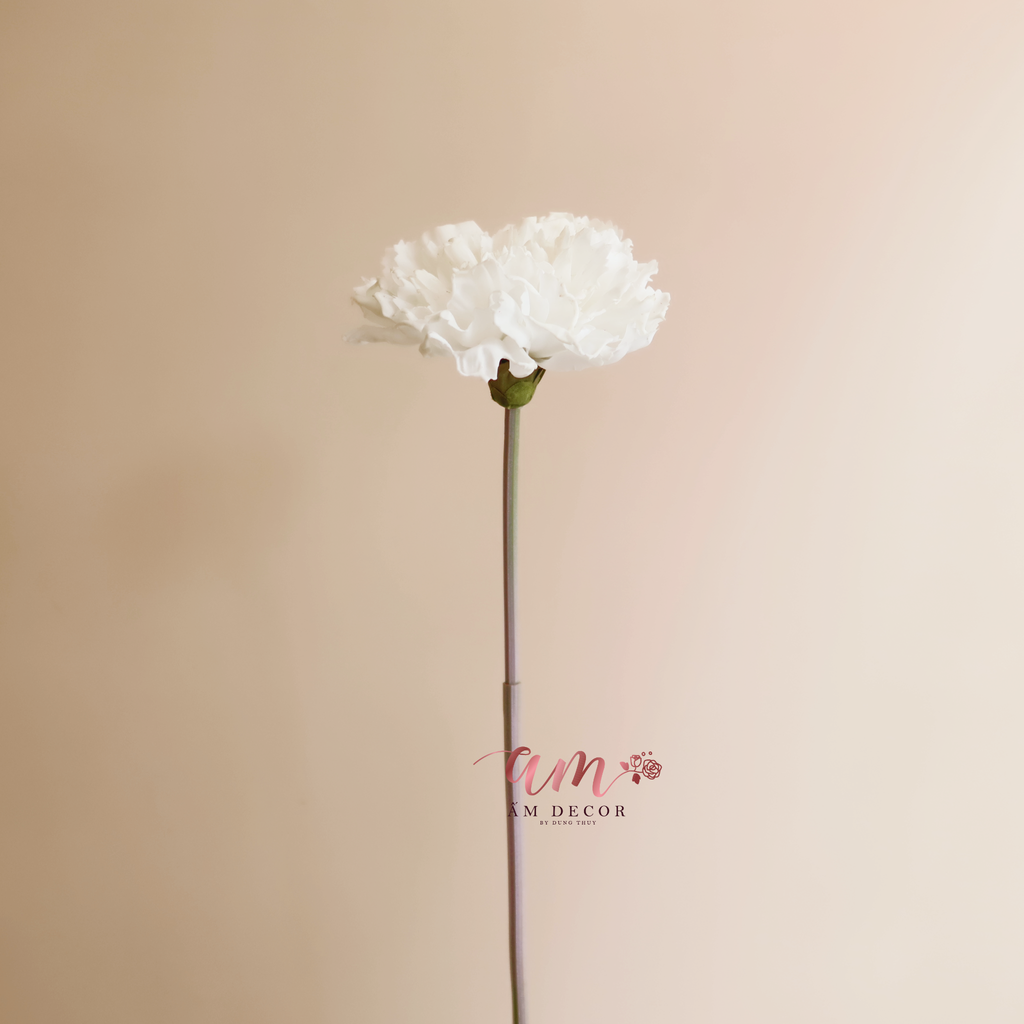 ZCẨM CHƯỚNG LỚN (Trắng)