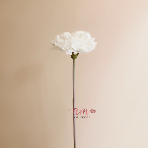  CẨM CHƯỚNG LỚN (Trắng) 