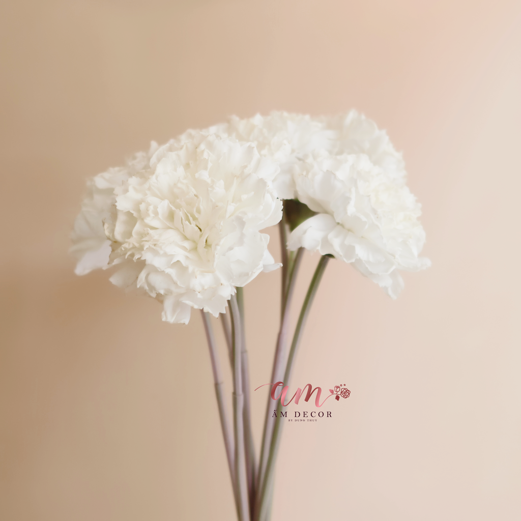 ZCẨM CHƯỚNG LỚN (Trắng)