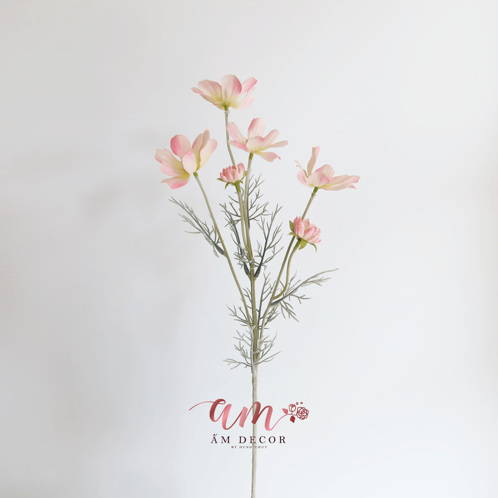 COSMOS HỒNG NHẠT