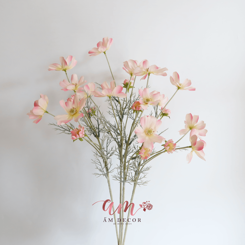 COSMOS HỒNG NHẠT