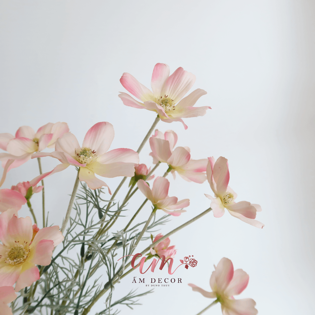 COSMOS HỒNG NHẠT
