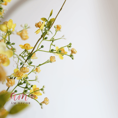  BABY BA NHÁNH ( Vàng ) 