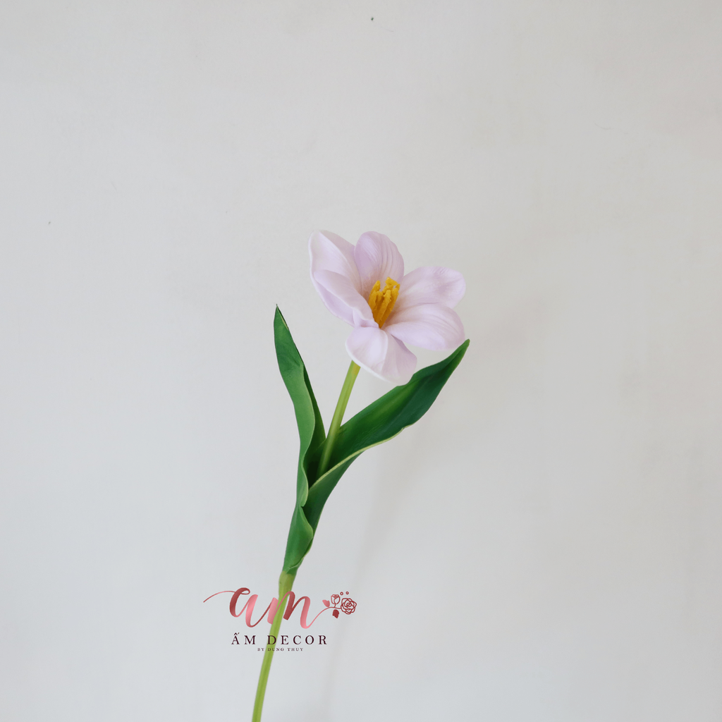TULIP NỞ XỊN (HỒNG NHẠT)