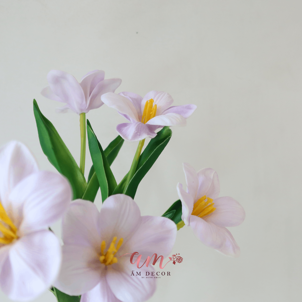 TULIP NỞ XỊN (HỒNG NHẠT)