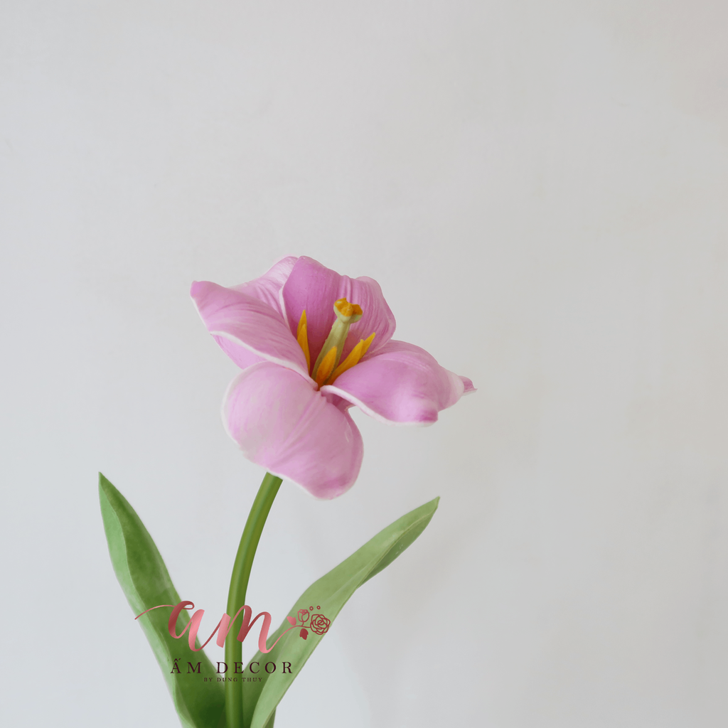 TULIP NỞ XỊN (HỒNG TÍM)