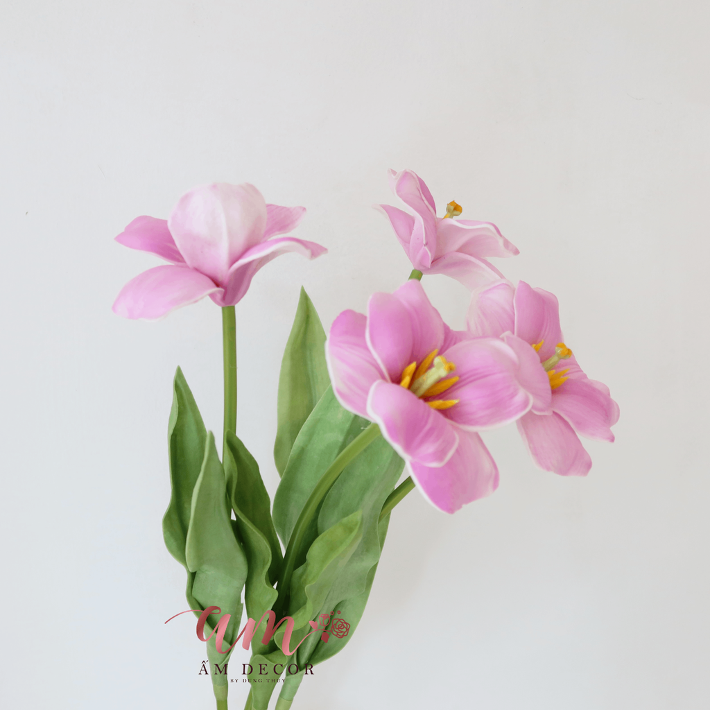 TULIP NỞ XỊN (HỒNG TÍM)