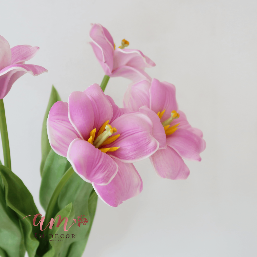 TULIP NỞ XỊN (HỒNG TÍM)
