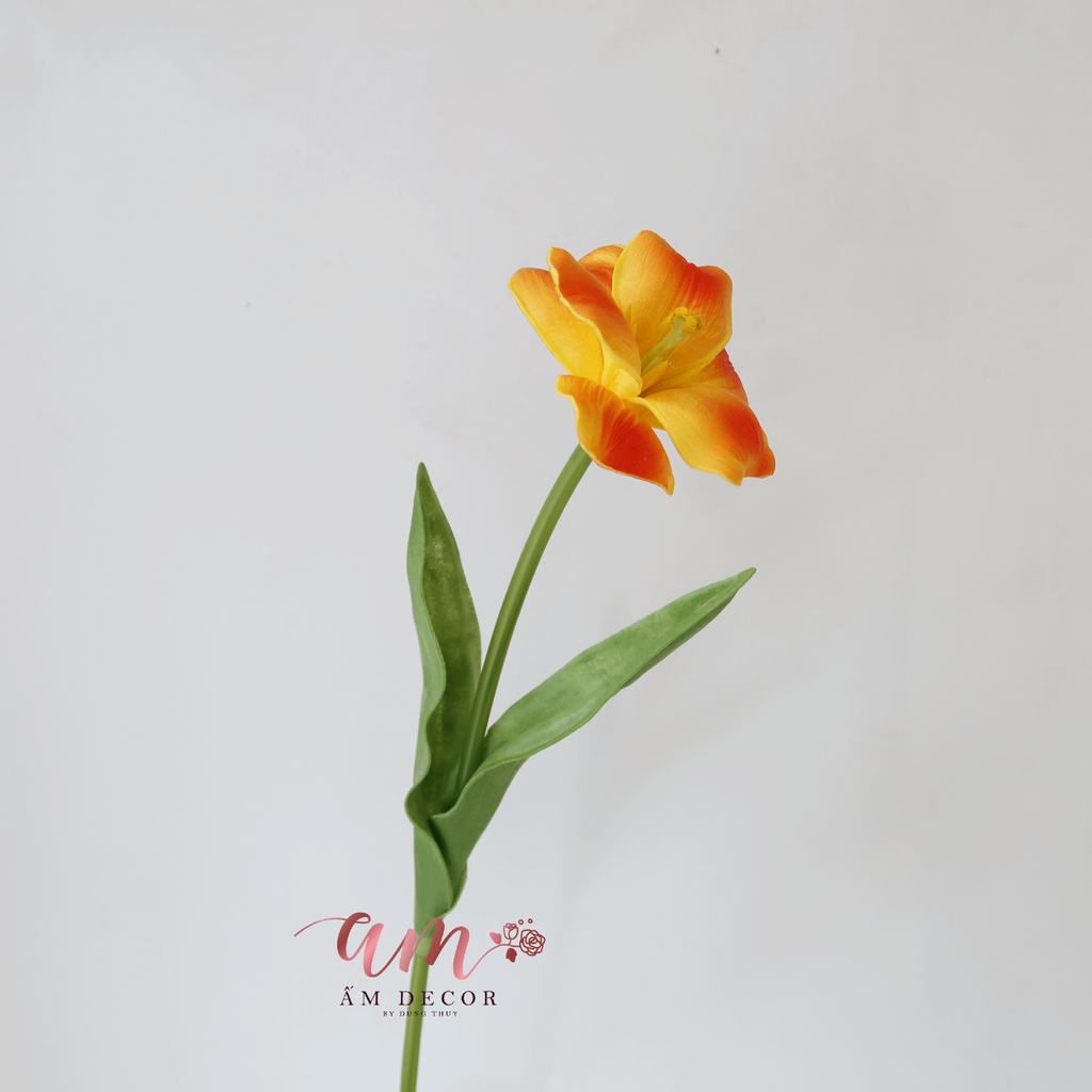 ZTULIP NỞ XỊN (CAM)