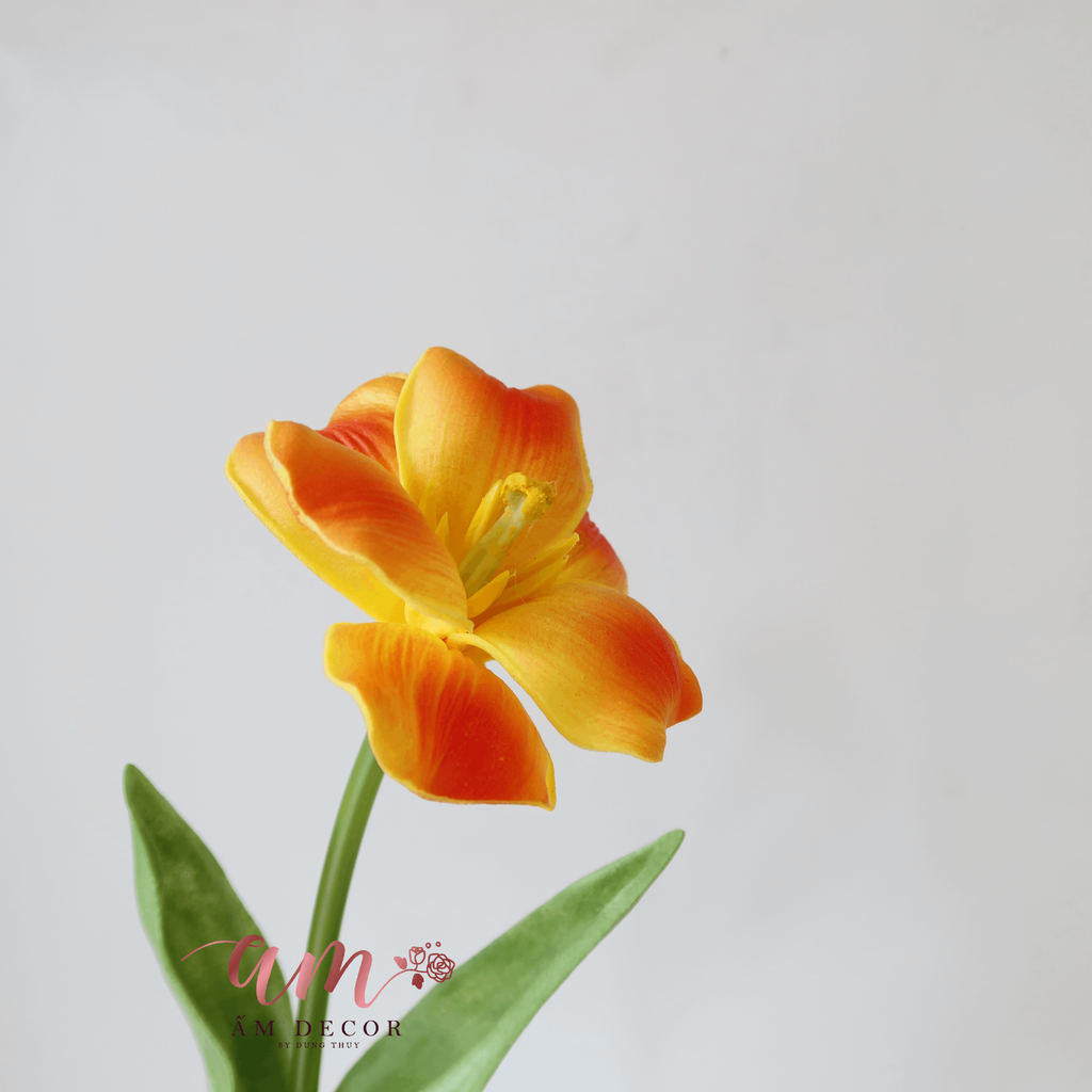 ZTULIP NỞ XỊN (CAM)