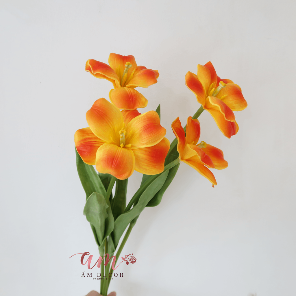ZTULIP NỞ XỊN (CAM)