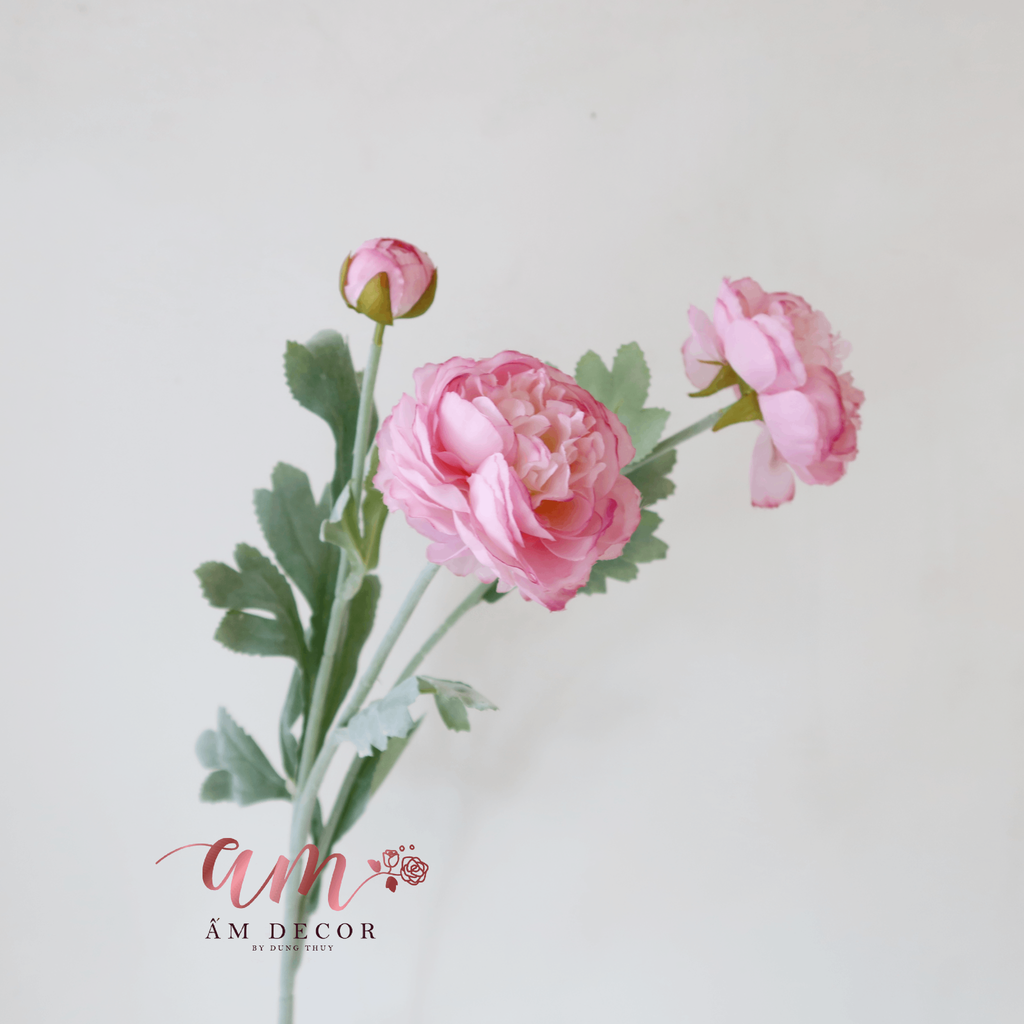 ZMẪU ĐƠN BÚP (Hồng)