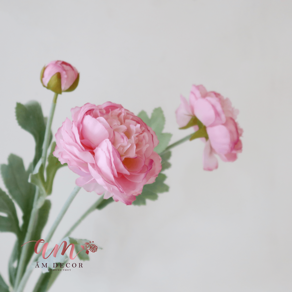 ZMẪU ĐƠN BÚP (Hồng)