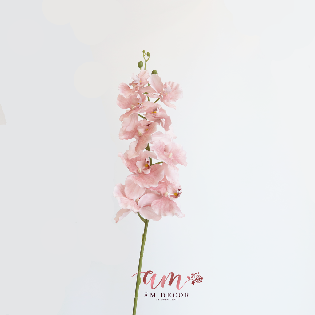 ZHỒ ĐIỆP CÁNH XOĂN (Hồng)